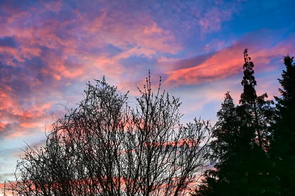 아름다운 나무들과 태양에 오렌지색으로 조명되는 구름들 사진은 나무를 만드는 실루엣처럼 — 스톡 사진