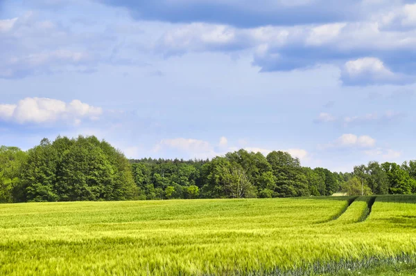 Utsikt Över Gröna Fält Till Träd Vid Horisonten Blå Och — Stockfoto