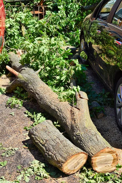 The remains of a fallen tree after a heavy storm in Berlin, Germany. The sawn tree trunk lies between two damaged cars.