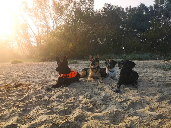 水泳の後 朝の太陽の下でビーチで休んでいる4匹のぬれた犬 — ストック写真