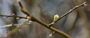 İklim değişikliğinin yüksek sıcaklıkları nedeniyle kışın Almanya 'da keşfedilebilen erik ağacının ilk filizleri.