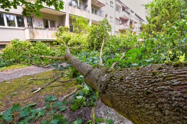 Berlin, Almanya 'da şiddetli rüzgarın ardından bir evi kıl payı ıskalayan düşen ağaçla ilgili fırtına hasarı.