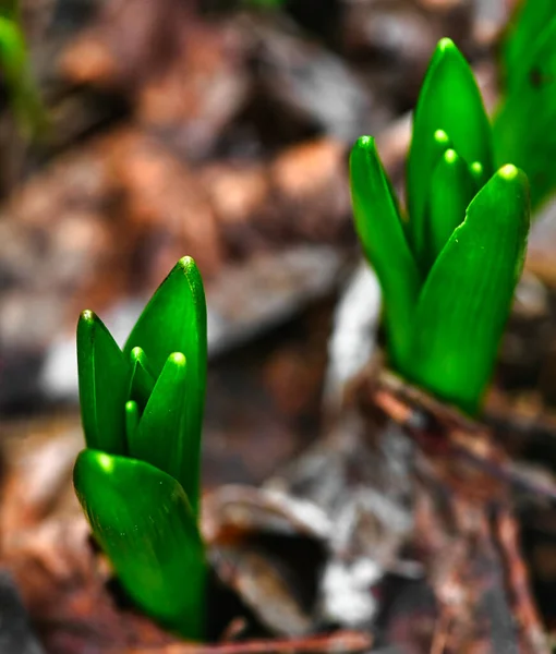 Prime Foglie Giacinto Hyacinthus Che Possono Già Essere Scoperte Germania — Foto Stock