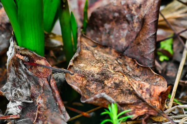 Feuilles Sèches Automne Entre Les Premières Pousses Une Jacinthe Hyacinthus — Photo
