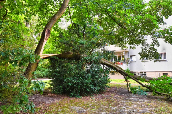 Berlin, Almanya 'da şiddetli rüzgarın ardından bir evi kıl payı ıskalayan düşen ağaçla ilgili fırtına hasarı.