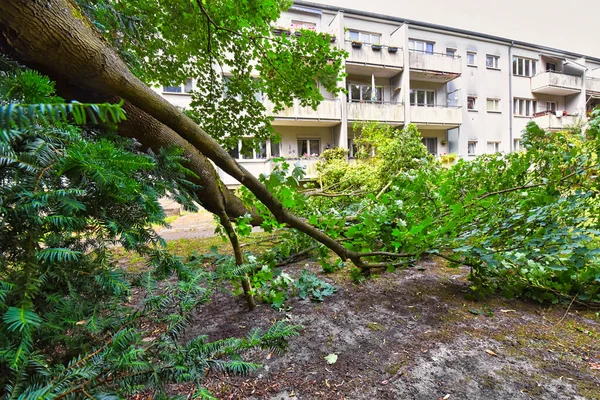 Berlin, Almanya 'da şiddetli rüzgarın ardından bir evi kıl payı ıskalayan düşen ağaçla ilgili fırtına hasarı.