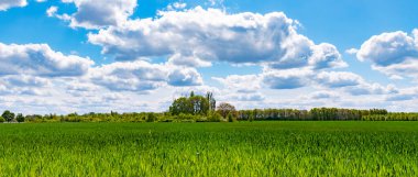 Brandenburg, Almanya 'da mavi ve bulutlu bir gökyüzü altında ufuktaki ağaçlara yeşil tarlaların üzerinden bak.