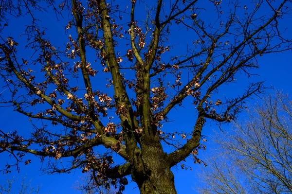 一棵橡树的顶部 在晴朗的蓝天下 从一个较低的角度 裸露在树梢上 — 图库照片