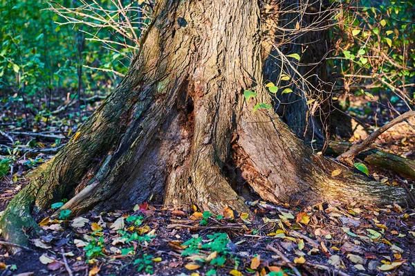 Blick Auf Die Vegetation Und Abgefallene Farbige Blätter Auf Einem — Stockfoto