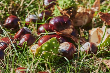Güneşli bir sonbahar gününde yerde yatan kestaneler (Aesculus Hippocastanum).