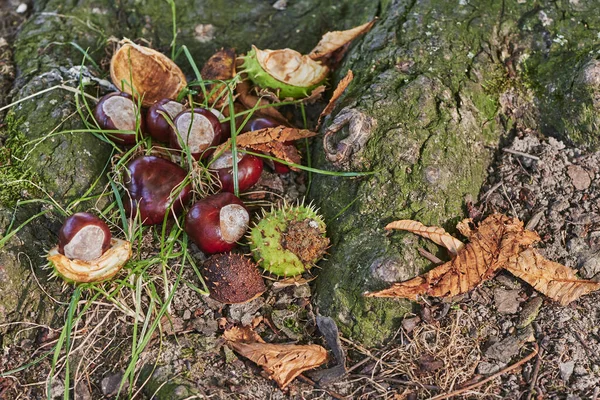 Kasztany Aesculus Hippocastanum Leżące Ziemi Słoneczny Jesienny Dzień — Zdjęcie stockowe