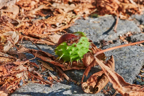 Kasztany Aesculus Hippocastanum Leżące Ziemi Słoneczny Jesienny Dzień — Zdjęcie stockowe