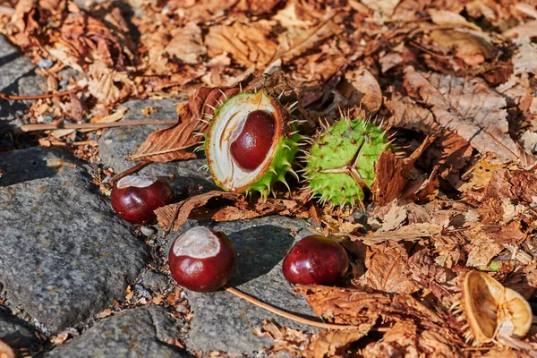 Kasztany Aesculus Hippocastanum Leżące Ziemi Słoneczny Jesienny Dzień — Zdjęcie stockowe