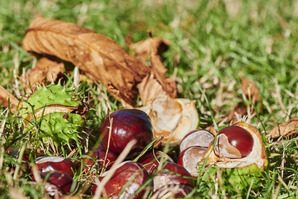 Kasztany Aesculus Hippocastanum Leżące Ziemi Słoneczny Jesienny Dzień — Zdjęcie stockowe