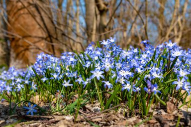 Bir orman açıklığında yetişen Squill (Scilla cinsi) adlı pek çok bahar çiçeğinin yakın çekimi.
