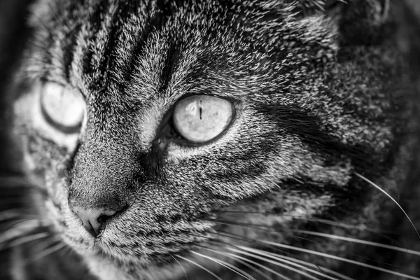 Ασπρόμαυρη Μακρο Φωτογραφία Από Πρόσωπο Εγχώριας Γάτας Εστίαση Στην Αριστερή — Φωτογραφία Αρχείου