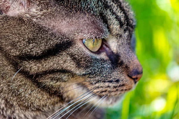 Perfil Lateral Cabeça Gato — Fotografia de Stock