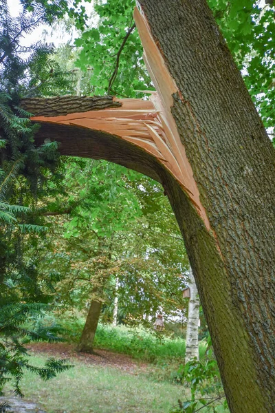 Vue Tronc Fracturé Arbre Tombé Qui Manqué Peu Une Maison — Photo