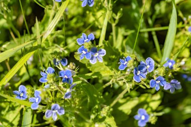 Bir çayırda yetişen birçok bahar çiçeğinin (Myosotis sylvatica) yakın çekimi.