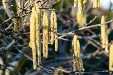 Fındık çiçeğinin (Corylus avellana) erkek çiçeğinin güneşte makro çekimi