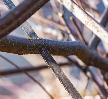 Bahçe bakımı için genç bir ağacı kesen testerenin ayrıntıları.