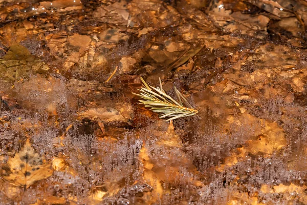 Petite Branche Sapin Sur Les Feuilles Piégées Avec Petites Bulles — Photo