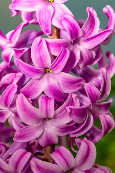 粉红开花风信子 Hyacinthus 的遮掩 — 图库照片