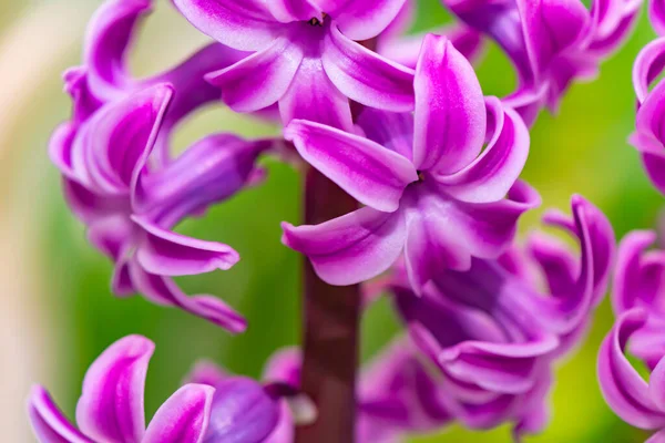 Closeup Pink Flowering Hyacinth Hyacinthus — Stock Photo, Image