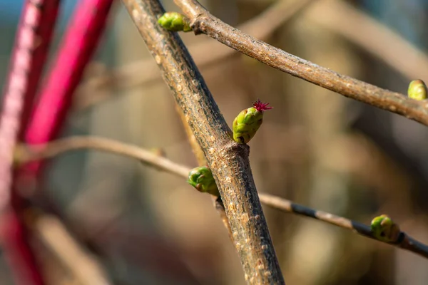 Plan Macro Une Fleur Femelle Noisette Corylus Avellana Soleil — Photo