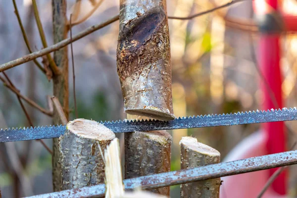Bahçe Bakımı Için Genç Bir Ağacı Kesen Testerenin Ayrıntıları — Stok fotoğraf