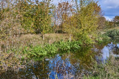 Berlin, Almanya 'nın çevresindeki küçük bir derede güneşli bir sonbahar havası.