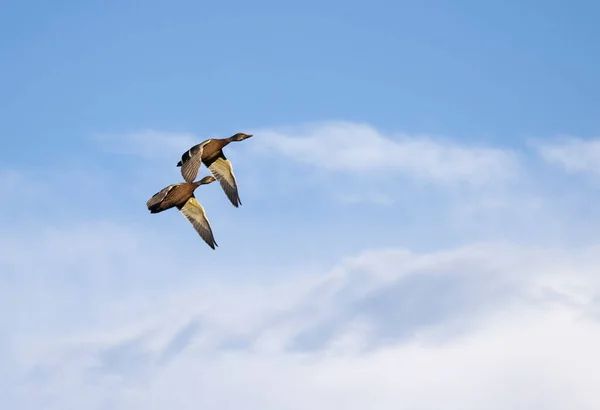 Canards Colverts Contre Ciel Bleu Volant Dans Coucher Soleil Donnant — Photo