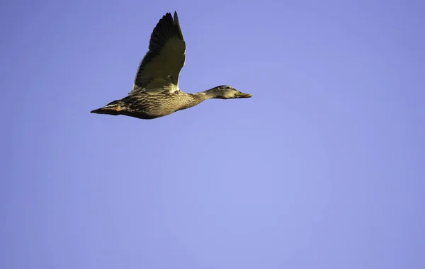 Canards Colverts Contre Ciel Bleu Volant Dans Coucher Soleil Donnant — Photo