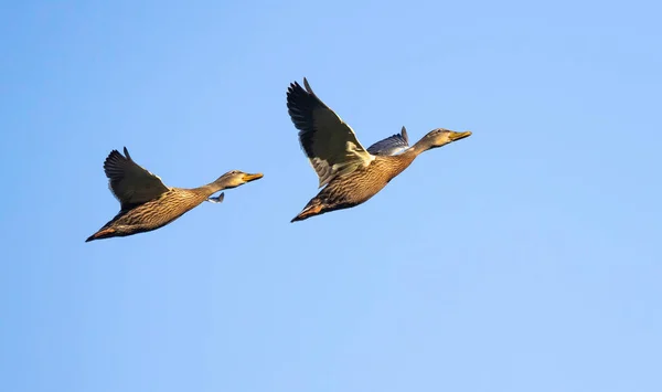 Canards Colverts Contre Ciel Bleu Volant Dans Coucher Soleil Donnant — Photo