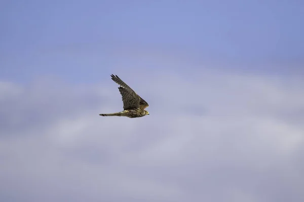 Common Kestrel small bird of prey flying against a blue sky