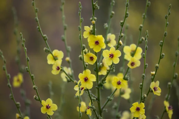 Moth Mullien Une Herbe Bisannuelle Aux Fleurs Jaunes — Photo