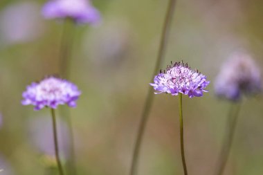 Yaban çiçeği tarlasında güzel renkli İğnelik çiçekleri, leylak Scabiosa bitkileri