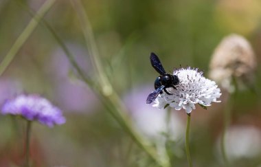 Marangoz arısı, yabani bir çayırdaki leylak renkli iğnelik bitkisiyle besleniyor.
