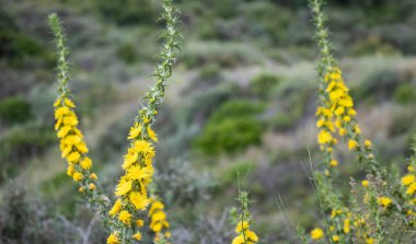 Aaron 'ın Asası uzun süre sarı çiçekli yabani otları takip etti.
