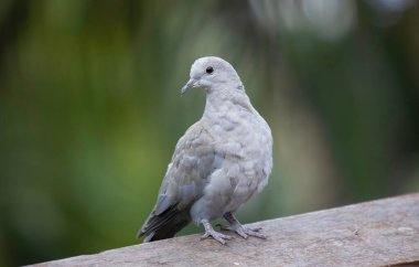 Yakalı güvercin güzel halka boyunlu güvercin kuş gibi (Streptopelia decaocto)