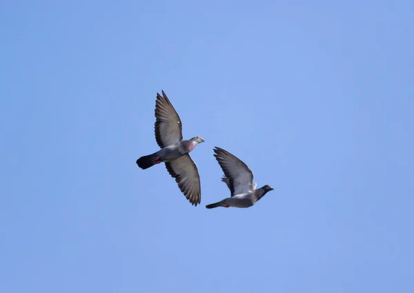 Colombe Des Rochers Pigeon Rocheux Pigeon Commun Columba Livia Vol — Photo