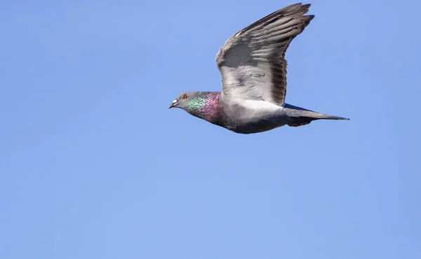 Rock Dove Rock Pigeon Common Pigeon Columba Livia Close Tijdens — Stockfoto