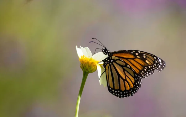 Krásný Velký Motýl Monarchový Danaus Plexippus Profilovém Krmení Nektarem — Stock fotografie