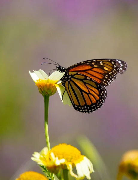 Borboleta Grande Bonita Monarca Plexippus Danaus Alimentação Perfil Néctar — Fotografia de Stock