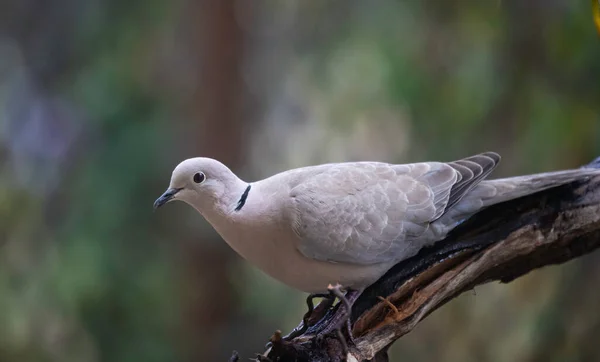 Colombe Collier Jolie Bague Cou Pigeon Comme Oiseau Streptopelia Decaocto — Photo