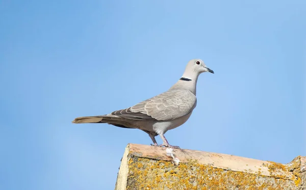 Colombe Collier Jolie Bague Cou Pigeon Comme Oiseau Streptopelia Decaocto — Photo