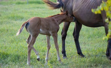 Tarlada beyaz alevleri olan çok genç bir tay.