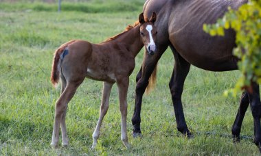Tarlada beyaz alevleri olan çok genç bir tay.