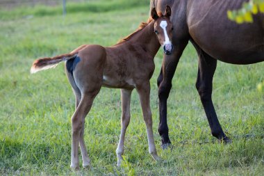 Tarlada beyaz alevleri olan çok genç bir tay.