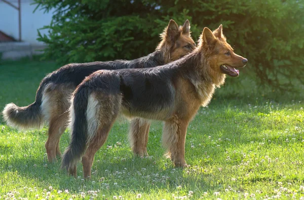 Due Cani Pastore Tedeschi — Foto Stock